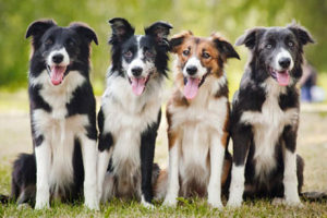 BorderCollie20180922C
