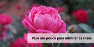 TudoPorEmail20210624PareUmPouco
