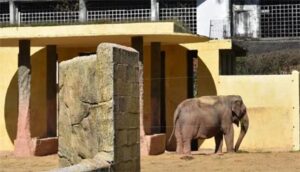 DiarioDoTurismo20210707Hipopotamo