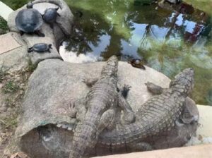 DiarioDoTurismo20210707Jacare