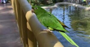 DiarioDoTurismo20210707Papagaio