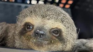 EmFoco202303Preguica