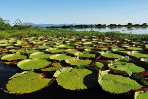 TudoPorEmail20250920Pantanal