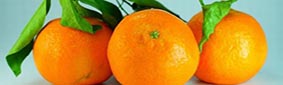 HortiFrutiDoBosque20260614ImagemD